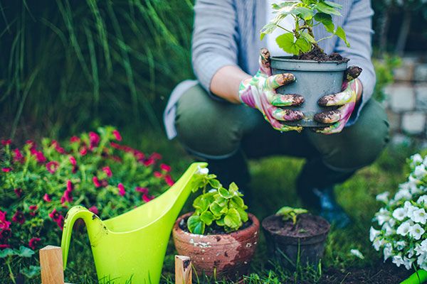 woman holding plant