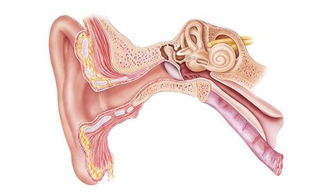 Diagram of the inner ear