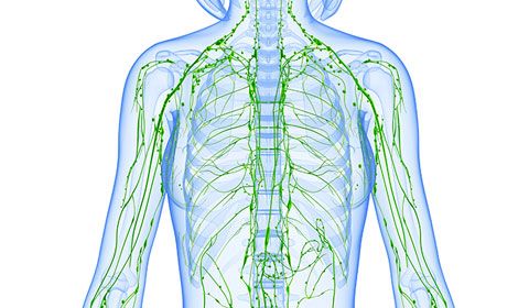 graphic of the lymphatic system