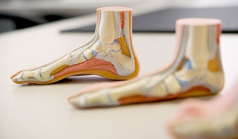 plastic medical models of feet