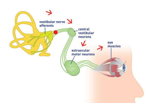 eye and ear connection