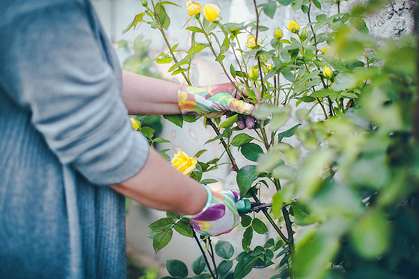 woman pruning garden